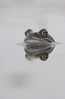 Images Dated 18th December 2006: Common frog spawning Print
