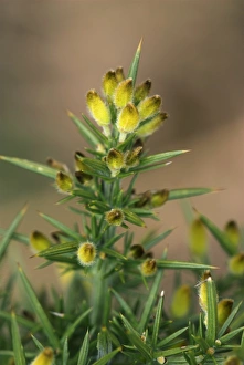 Common Gorse Prints: Common gorse buds
