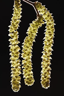 Hazel Catkins Prints: Common hazel catkins