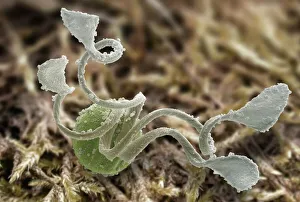 Common horsetail spore, SEM Common horsetail spore, SEM