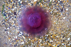 Moon Jellyfish Prints: Common jellyfish