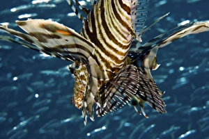 Venomous Fish Prints: Common lionfish
