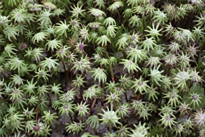 Prints of Common liverwort (Marchantia polymorpha) growing one year after a forest fire. This fire took place in a clear-felled area in the Tiveden forest, in Vastra Gotaland County, Sweden Images Dated 2010 May: Common liverwort Print, post-fire regrowth in Sweden