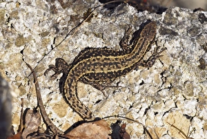 Common Lizard Prints: Common lizard basking on a rock