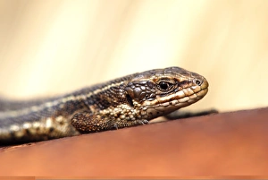 Dorset Wildlife Images Prints: Common Lizard C013 / 6969