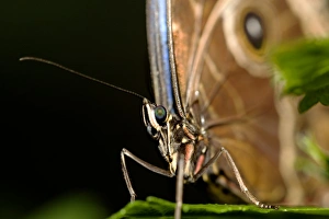 Tropical Butterfly Images Prints: Common morpho butterfly