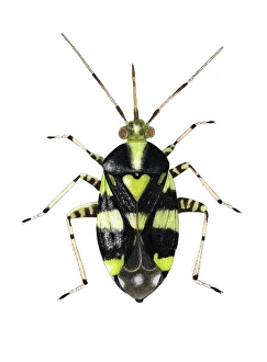 Prints of Common nettle capsid bug (Licoris triptulatus), artwork. This species of plant bug measures between 3.8-5.0mm long. Its striped colouring is either black and green or black and yellow Images Dated 2006 February: Common Nettle Capsid Bug Print