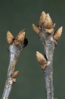 Common oak tree branches (Quercus robur) Common oak tree branches (Quercus robur)
