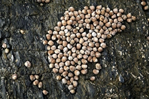 Coastal Marine Life Prints: Common periwinkles