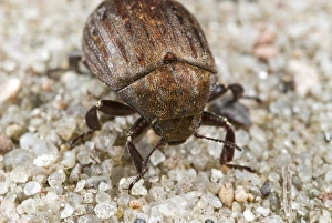 Insect Photography Poland Prints: Common pill beetle