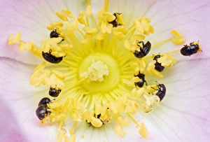 Rosa Canina Prints: Common pollen beetles feeding