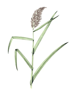 Common Reed Plant Prints: Common reed, artwork
