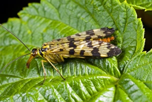 Poland Wildlife Photography Prints: Common scorpionfly on a leaf