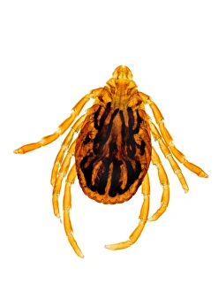 Ixodes Ricinus Prints: Common sheep tick, light micrograph