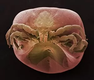 Images Dated 9th August 2002: Common sheep tick, SEM