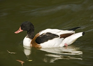 Common Shelduck Print - Autumn Swimming Scene