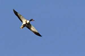 Wildfowl Photography UK Prints: Common shelduck in flight