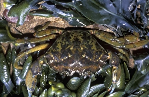 Green Common Shore Crab Print