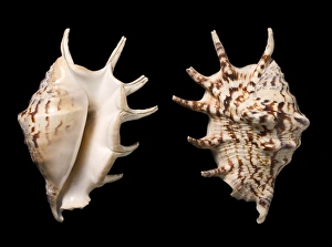 Common spider conch shells C016/6042 Common spider conch shells C016/6042