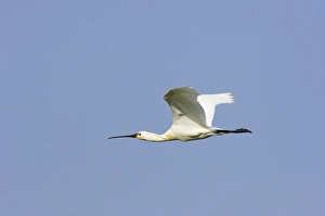 Common Spoonbill in Flight Print