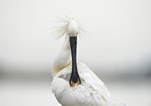 Spoonbill Bird Prints: Common spoonbill preening its feathers