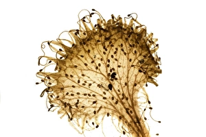 Carnivorous Plants Prints: Common sundew, light micrograph