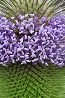 Wildflower Photography UK Prints: Common teasel flowering spike