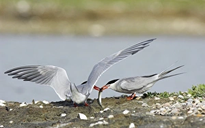 Common Tern Print: Courtship Display