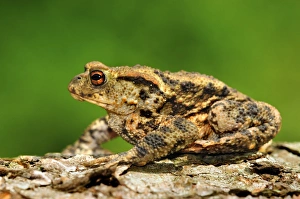 Amphibian Wildlife UK Prints: Common toad male
