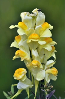 Common Toadflax Prints: Common toadflax flowers