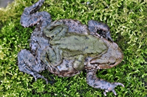 Amphibian Reproduction Prints: Common toads breeding C017 / 7176