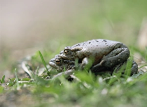 Common Toad Mating Prints: Common toads mating
