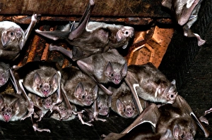 Pantanal Wildlife Brazil Prints: Common vampire bat colony