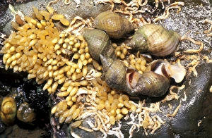 Prints of Common whelks (Buccinum undatum) and their egg cases on a rock. The two whelks at centre right are mating. Each egg case houses between 200-1000 eggs, which will hatch after 3-9 months Images Dated 2005 December: 'Buccinum undatum Egg Cases and Mating Whelks Print'