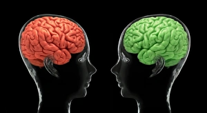 Central Nervous System Diagram Prints: Communication, conceptual image