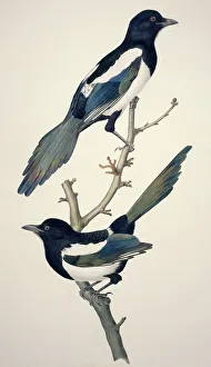 Comon magpies, 19th century artwork C013/6315 Comon magpies, 19th century artwork C013/6315