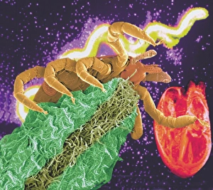 Composite image of a tick and a Borrelia bacterium Composite image of a tick and a Borrelia bacterium