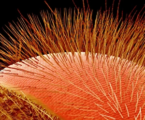 Coloured Scanning Electron Micrograph SEM Prints: Compound eye of a bee, SEM