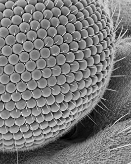 Ommatidia Structure Prints: Compound eye of a gnat, SEM