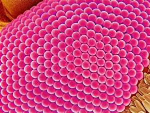 Compound Eye Structure Prints: Compound eye of a mosquito, SEM