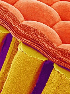 Compound Eye SEM Prints: Compound eye of a moth, SEM