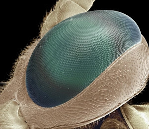 SEM Images Of Insects Prints: Compound eye of wasp, SEM