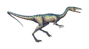 Bipedal Dinosaur Species Prints: Compsognathus dinosaur, computer artwork