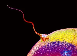 Images Dated 5th December 2002: Computer art of sperm and egg during fertilisation