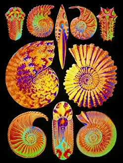 Computer-enhanced Print of Ammonite Shells
