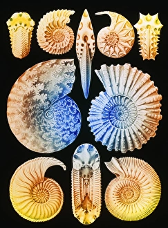Computer artwork of ammonites (from Ernst Haeckel) Computer artwork of ammonites (from Ernst Haeckel)