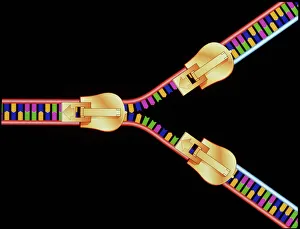 Computer artwork of DNA replication Computer artwork of DNA replication