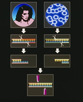 Computer artwork of genetic engineering process Computer artwork of genetic engineering process