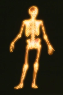 Human Skeleton Prints: Computer artwork of a healthy human skeleton