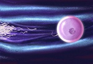 Computer artwork of human sperm fertilising an egg Computer artwork of human sperm fertilising an egg